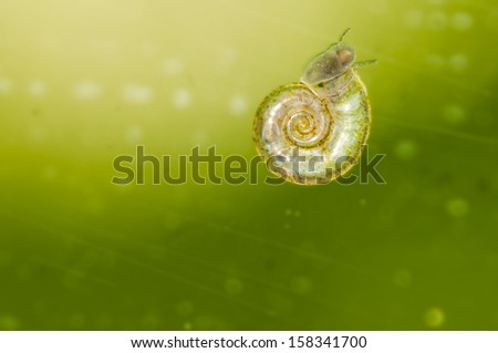Water snail on green background