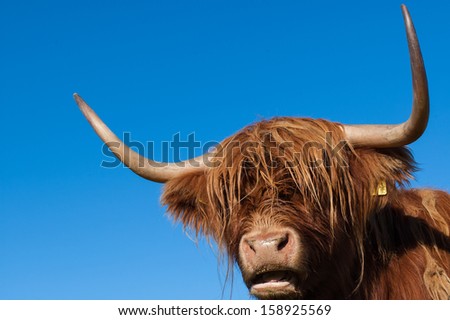 Scottish Highland Cow portrait with big horns