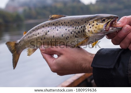 Freshly caught brown trout with lake in the background