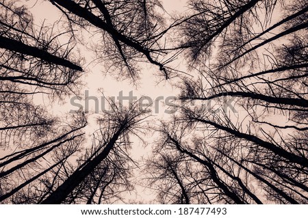 View of trees from the bottom. Black silhouettes on a white back