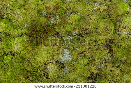 Soil covered of green soft moss and lichens, in Iceland.