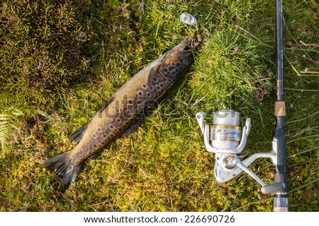 Wild brown trout caught on a spinner laying on grass with rod and reel next to the fish