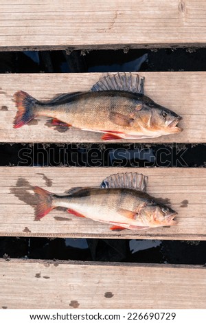 Two big fish (Perch) freshly caught on the wooden board of a pier.