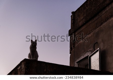 Silhouette of a stray cat on a roof of an old house at sunset.