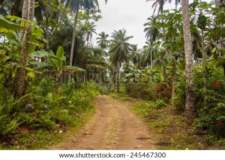 Small muddy road going through a dense tropical forest with palm trees in Africa.