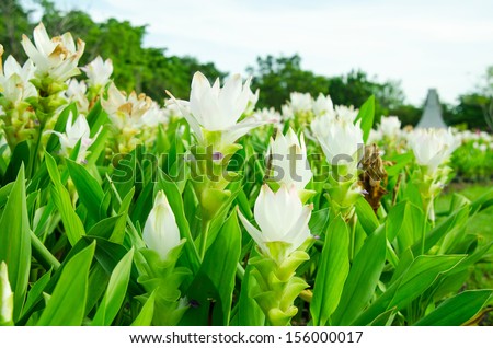field of siam tulip flower or patumma blooming public garden
