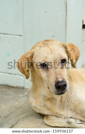 dirty homeless dog sadness