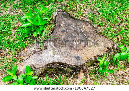 old stump of tree on ground against green grass