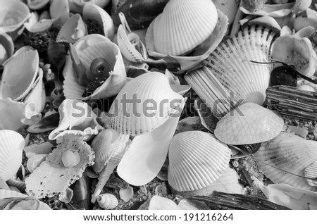 Shellfish on a sand beach background in gray scale