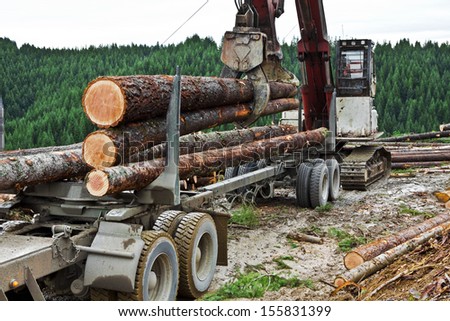 After the log truck trailer is secured to the truck hitch, the loader starts loading the truck and trailer combination.