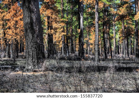 This is a result of a forest fire burning the ground vegetation and up the tree trunks. Some trees have survived.