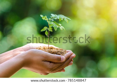 environment In the hands of trees growing seedlings. Bokeh green Background Female hand holding tree on nature field grass Forest conservation concept