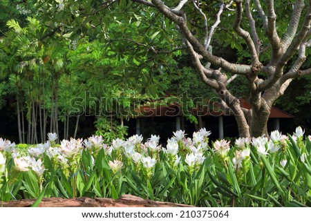 Curcuma alismatifolia, Siam tulip or summer tulip