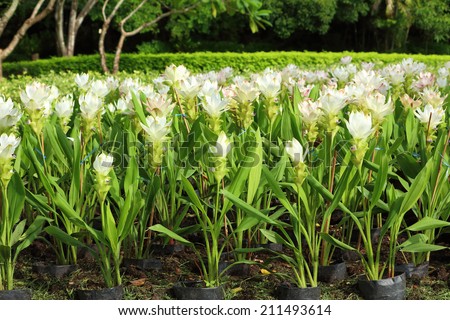 Curcuma alismatifolia, Siam tulip or summer tulip