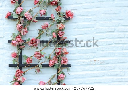 Flower on wall brick