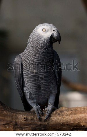 Gray Parrot Very detailed