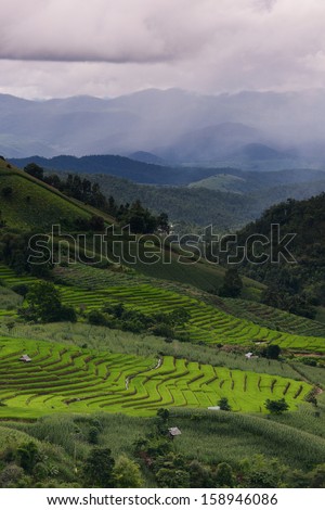 Green Terraced Rice Field while raining in Chiangmai, Thailand