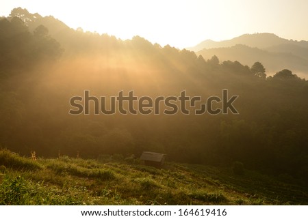 Tea field in warm sun rise with morning mist and layered mountain as background  at Doi Ang Khang, Chiang Mai, Thailand.