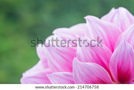 Close up shot of pink flower : aster with pink petals and green in soft color and blur style for background or texture