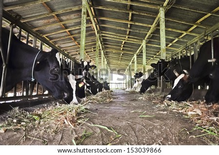 Cow dairy farm.