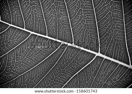 Black and white leaf textures