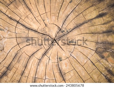 Tree timber texture for background