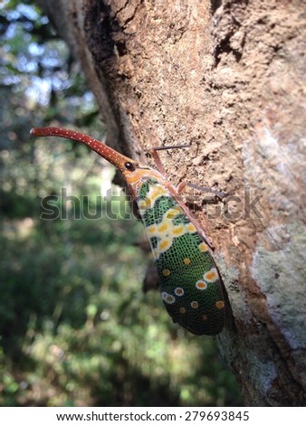 close-up insect in tropical Forest.