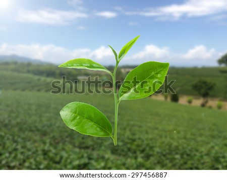 Green tea leaf. Tea plantations, Chang Rai Thailand.