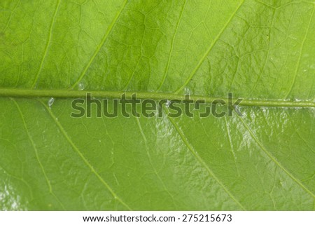 Close up coffee leaf - texture leaf