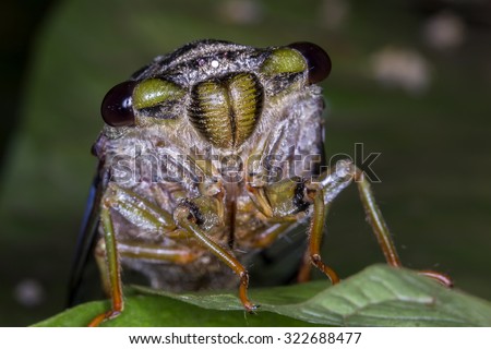 Cicada close up photo - Cicada extreme macro photo front view