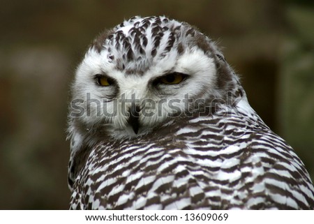 Majestic Spotted Owl with curious expression