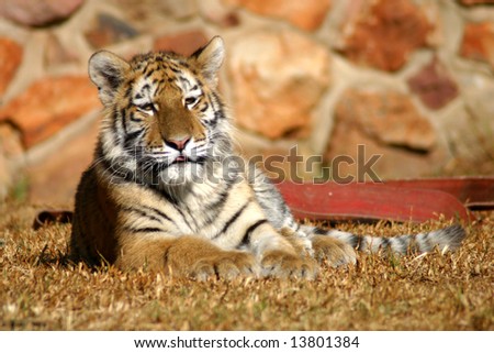 Tiger cub laying down in Johannesburg Zoo