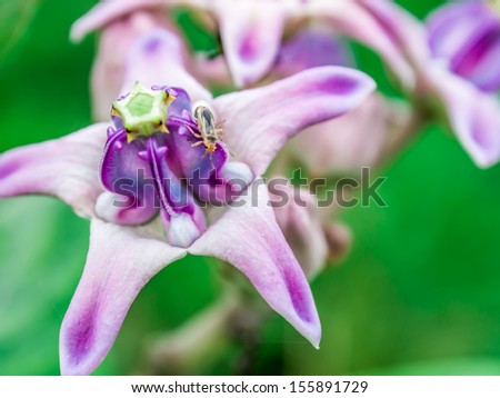 Purple Crown flowers (Calotropis giantea) ,Tropical flower