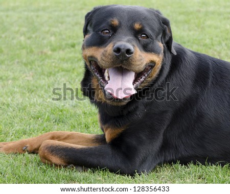 Portrait of a Rottweiler dog laying on a green grass.