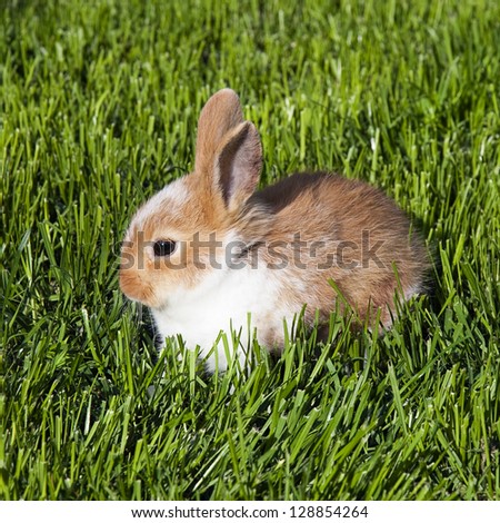 Little brown  and white pet rabbit sitting in a green grass.