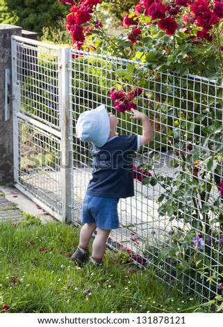 Small toddler child in a  garden smelling red roses over the iron fence.