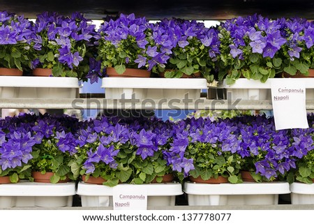 Bluebells flowers (Campanula Napoli) displayed for a sale at market or garden centre.