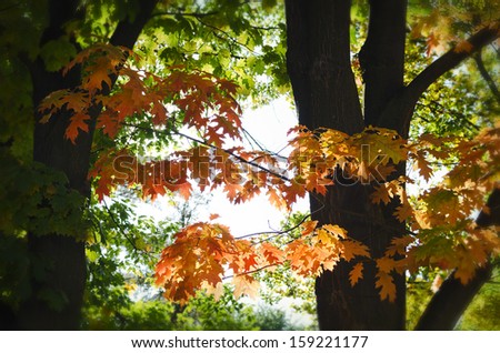 Autumn or fall colourful tree leaves with sun shining through