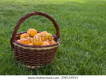 Apricots fruit in wicker basket on a green grass