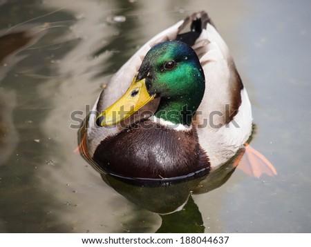 duck green head
