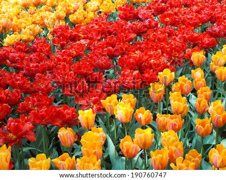 backgrounds tulips color in garden