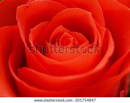 red nature rose backgrounds