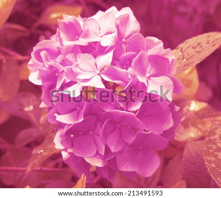 backgrounds nature pink single flowers
