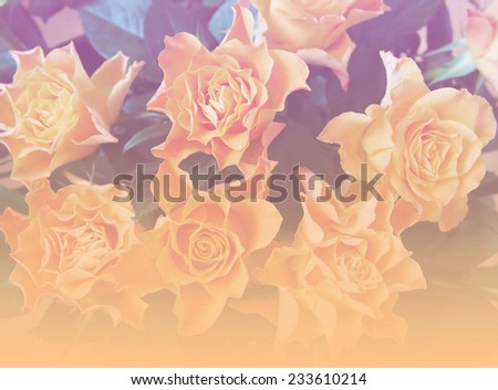 yellow roses natural color backgrounds