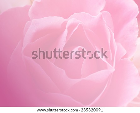 pink color natural rose flowers backgrounds