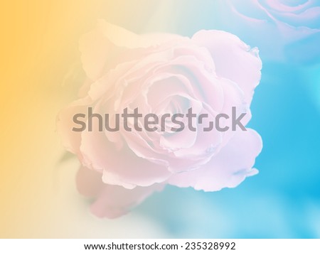 yellow and blue color backgrounds natural pink rose flowers