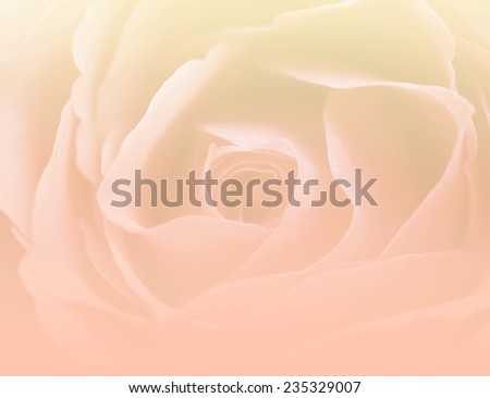 soft pink color backgrounds natural rose flowers