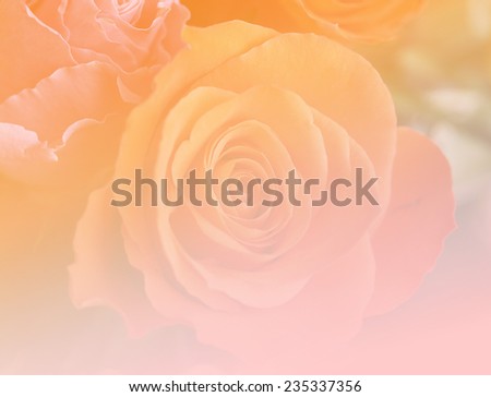 pink and yellow natural single rose flowers backgrounds