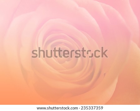pink and organs color single natural rose flowers backgrounds