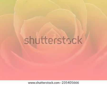 soft color yellow and pink backgrounds natural rose flowers